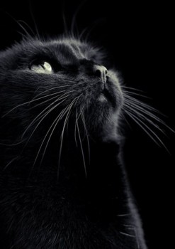 Фото девушки Касандра