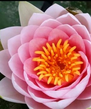 Фото девушки Светлана