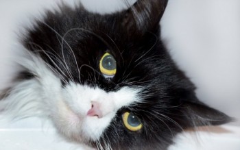 Фото девушки Андрей