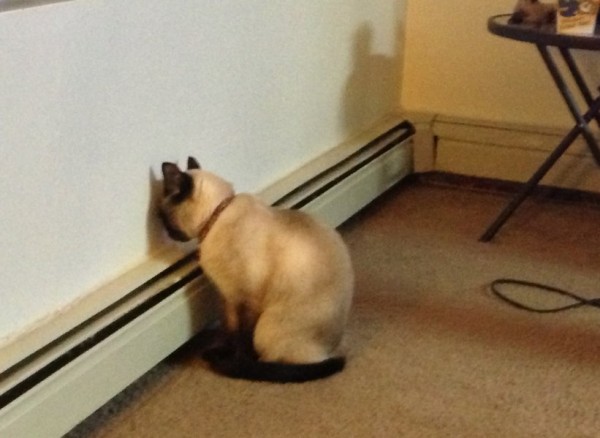 Знакомство. Фото. Нажмите, чтобы увеличить