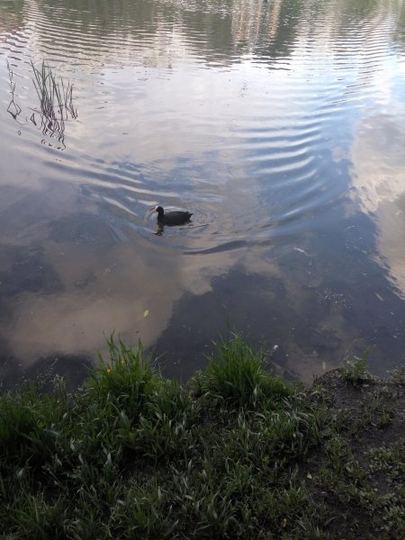 Знакомство. Фото. Нажмите, чтобы увеличить