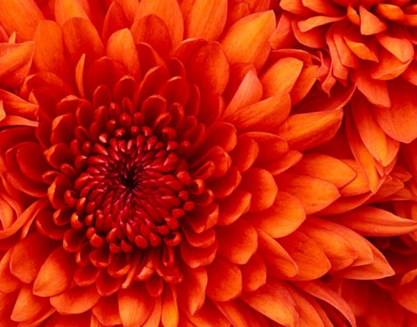 Знакомство. Фото. Нажмите, чтобы увеличить