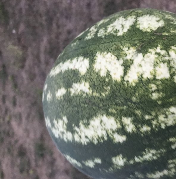 Знакомство. Фото. Нажмите, чтобы увеличить