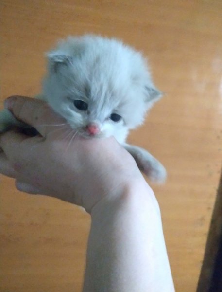 Знакомство. Фото. Нажмите, чтобы увеличить