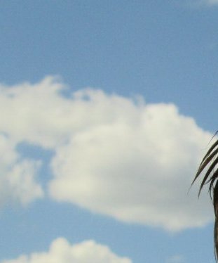 Знакомство. Фото. Нажмите, чтобы увеличить