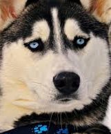 Знакомство. Фото. Нажмите, чтобы увеличить