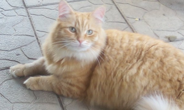 Знакомство. Фото. Нажмите, чтобы увеличить