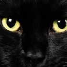 Знакомство. Фото. Нажмите, чтобы увеличить