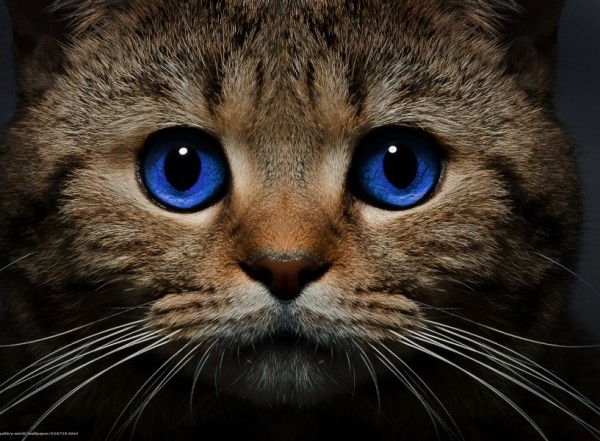 Знакомство. Фото. Нажмите, чтобы увеличить