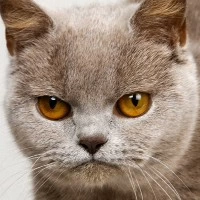 Max, года,